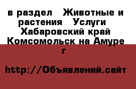  в раздел : Животные и растения » Услуги . Хабаровский край,Комсомольск-на-Амуре г.